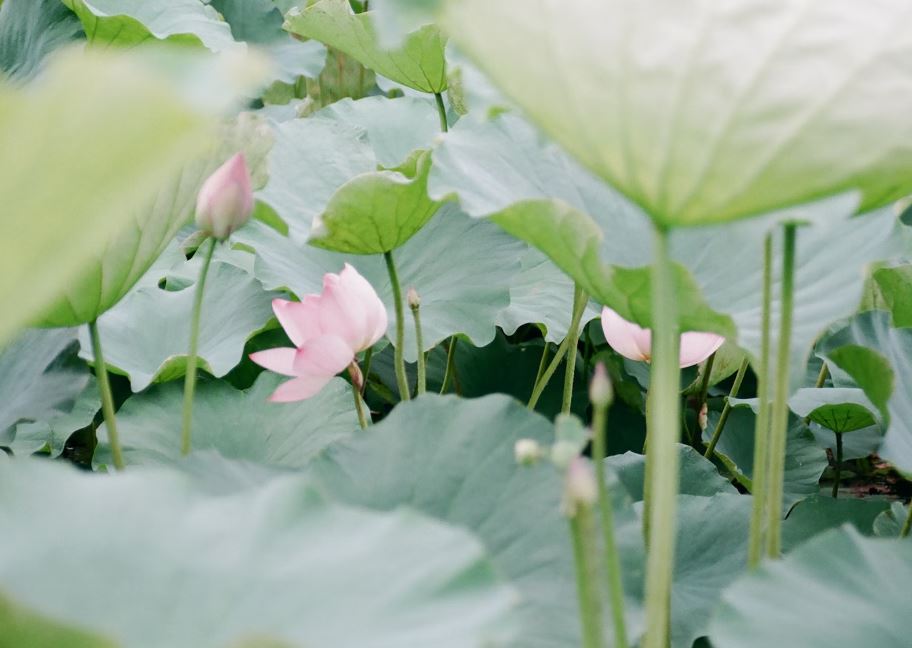 연잎 영양성분 총정리 (칼로리, 1개, 혈당 지수, GI, 영양소, 비타민, 탄수화물, 지방, 단백질, 당지수, 함량, 열량, 카페인)