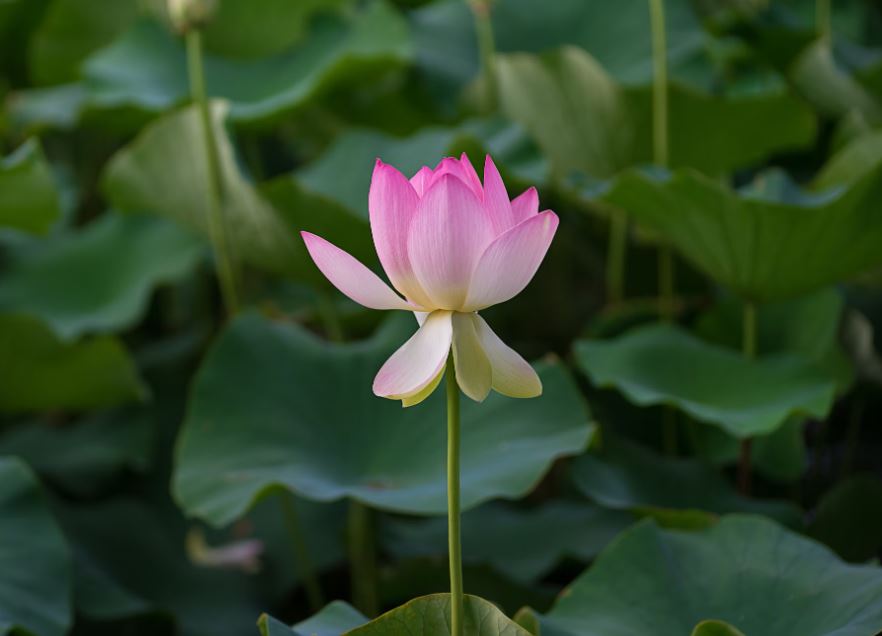 연꽃 효능, 영양성분, 부작용